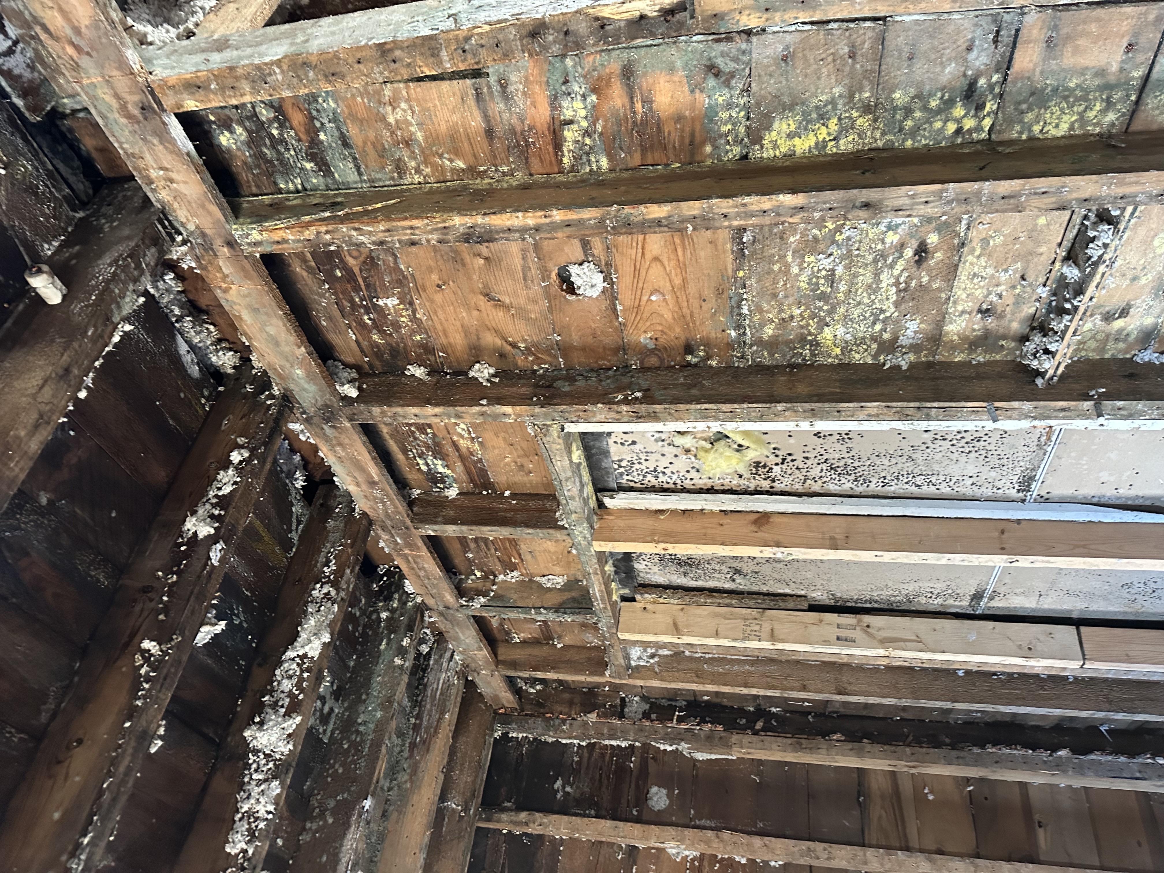 Mold damage on wooden studs and ceiling in Maple Lake